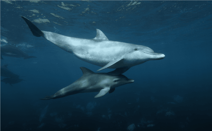 一般社団法人御蔵島観光協会